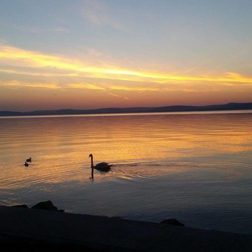 Kid Familia Panzio Balatonszarszo Bed & Breakfast Dış mekan fotoğraf